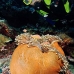anemonefish_pink_lk_v_0705_png1182.jpg